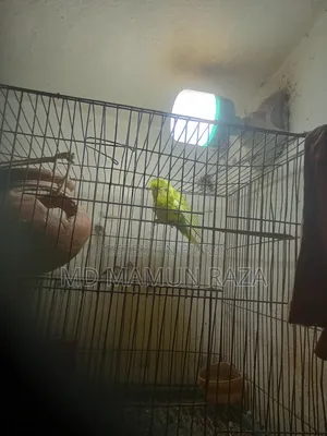 পাখি ভালো নিতে পারেন