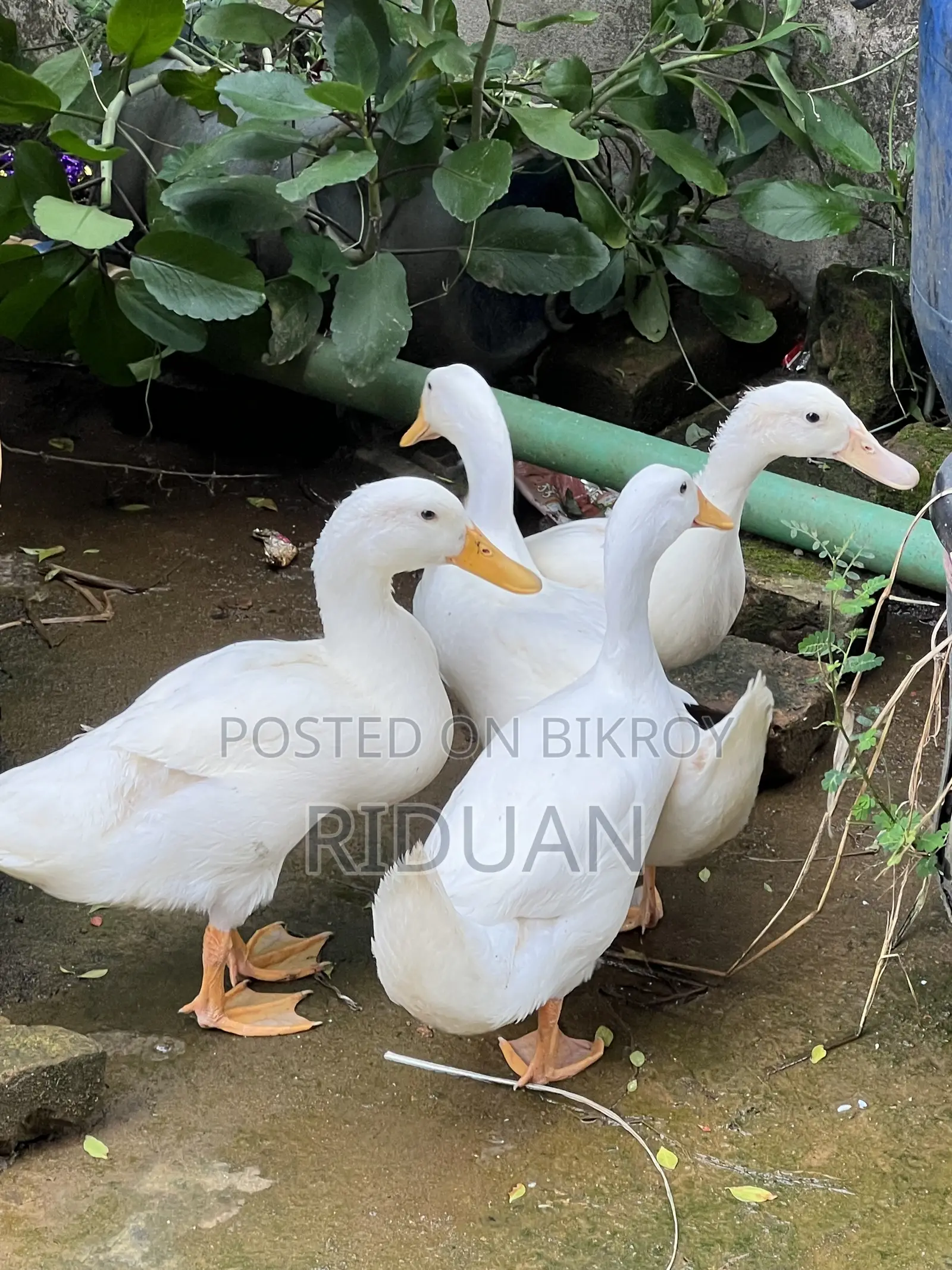 Beijing Duck / Duck