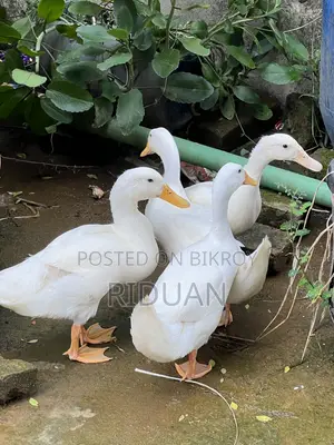 Beijing Duck / Duck