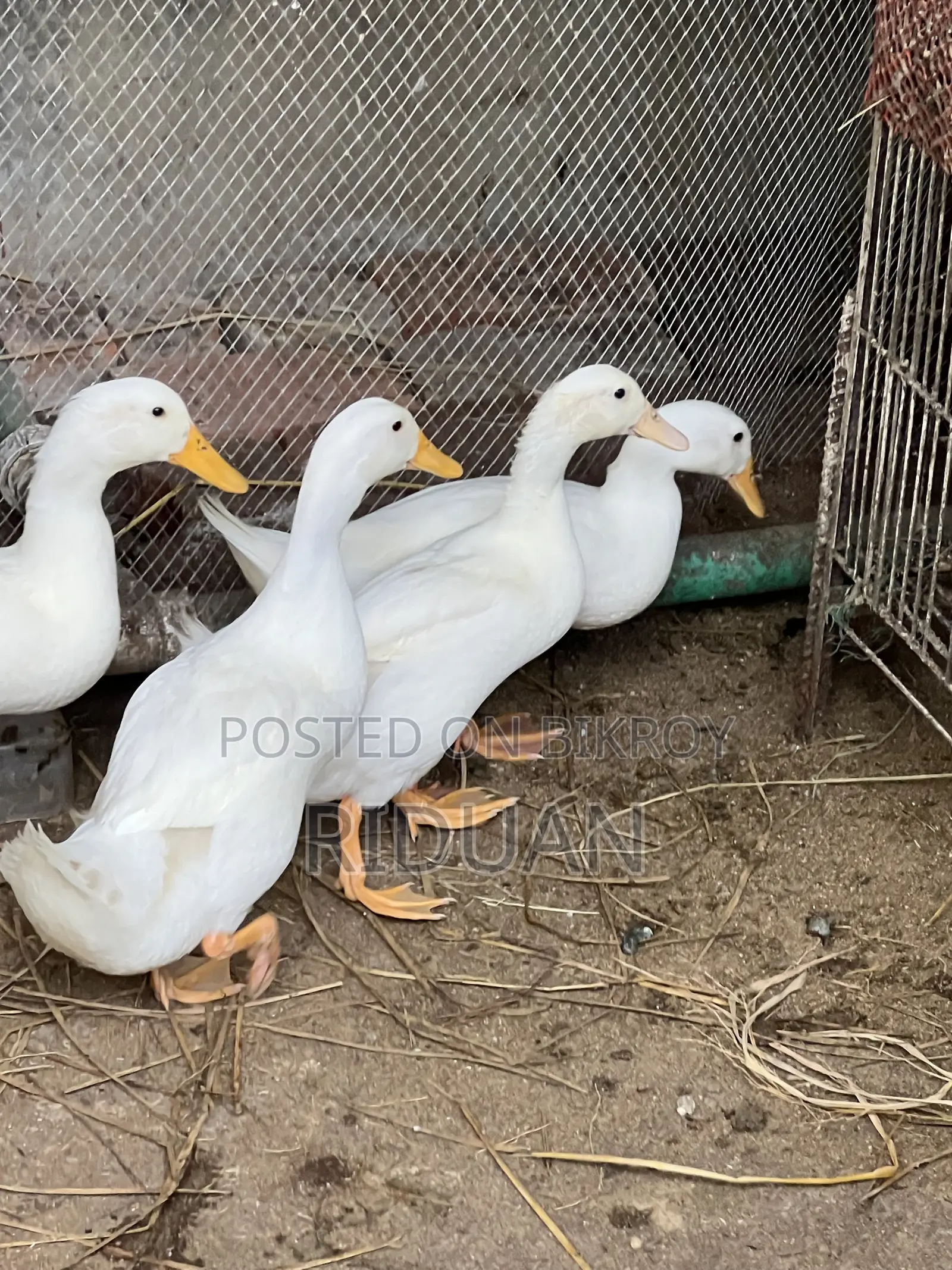 Beijing Duck / Duck