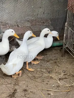Beijing Duck / Duck