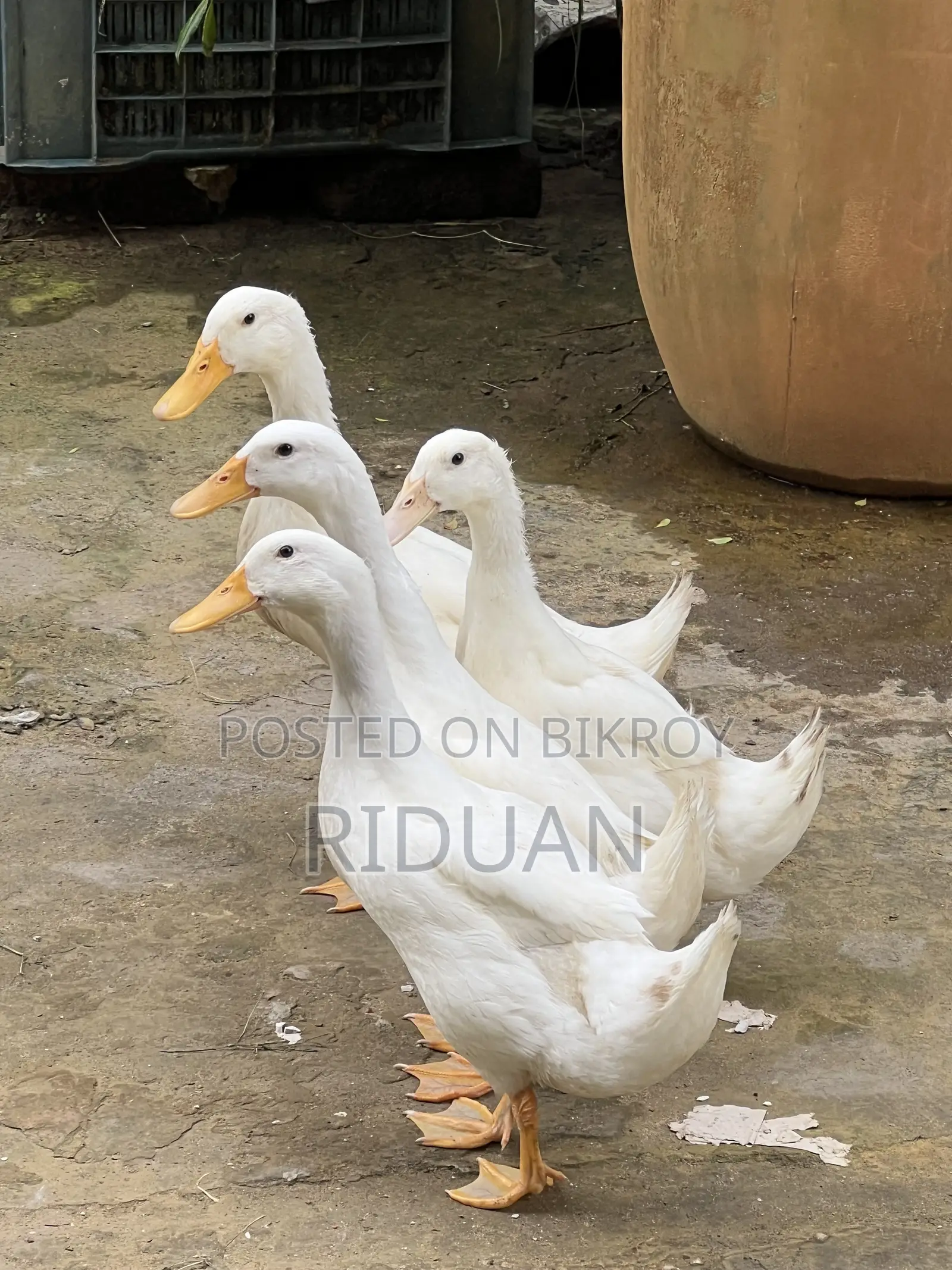 Beijing Duck / Duck