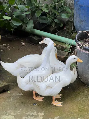 Beijing Duck / Duck