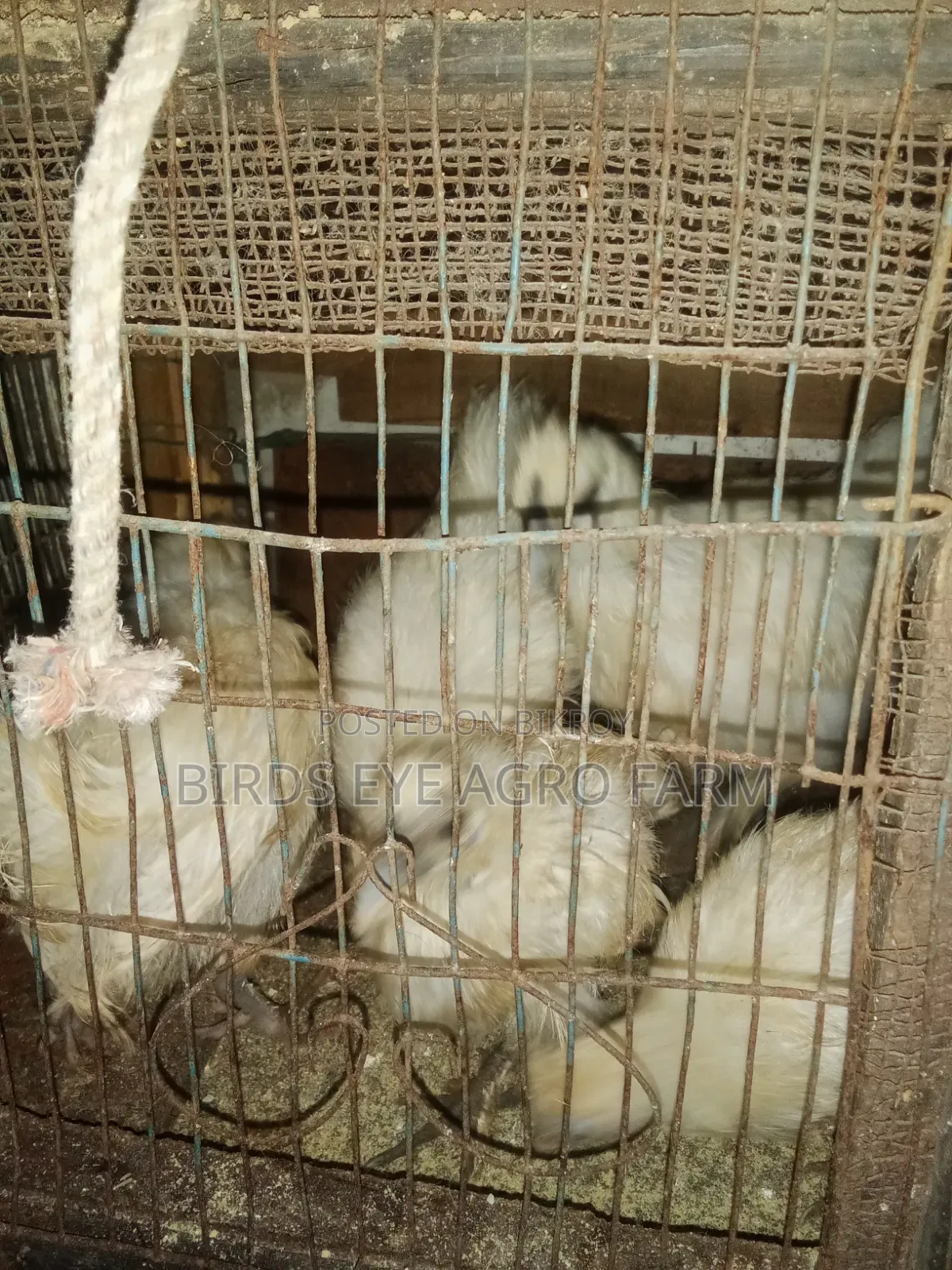 সিল্কি বাচ্চা বিক্রি হবে