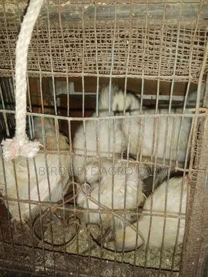 সিল্কি বাচ্চা বিক্রি হবে