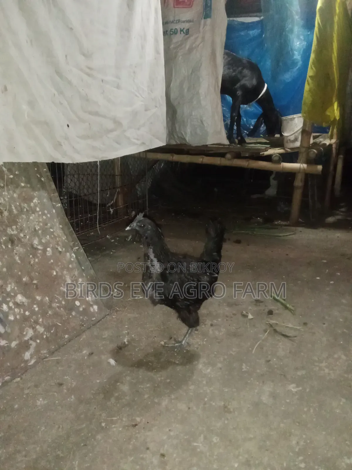 Kadaknath Roosters and Hens