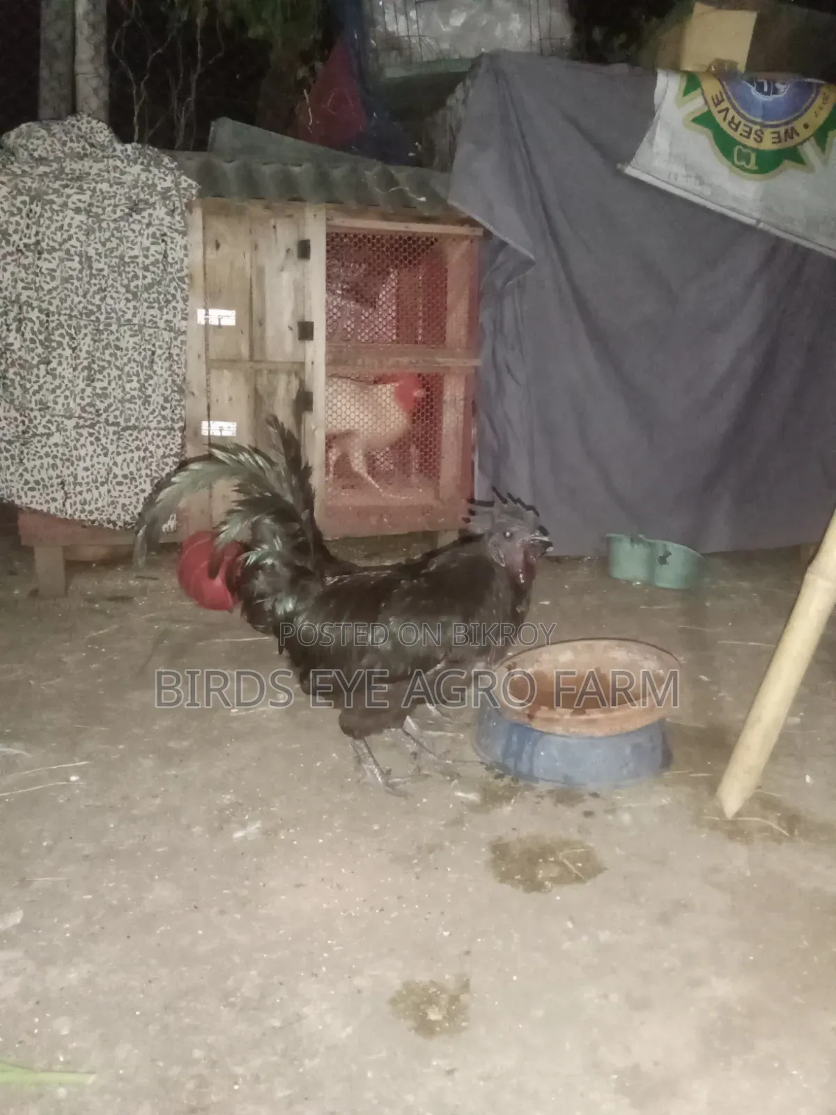 Kadaknath Roosters and Hens