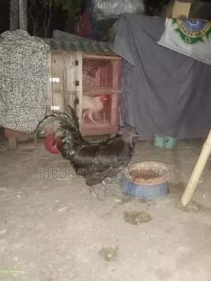 Kadaknath Roosters and Hens
