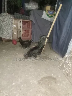 Kadaknath Roosters and Hens