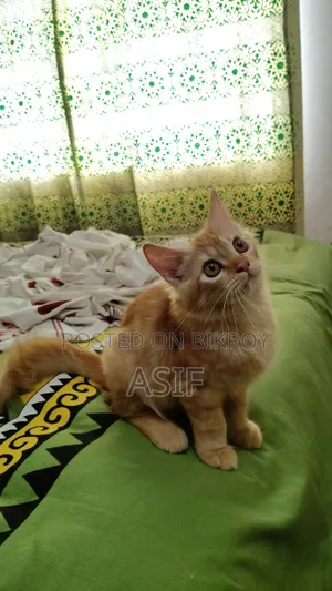 ১-৩ মাসের মেল পিউরব্রেড পার্সিয়ান