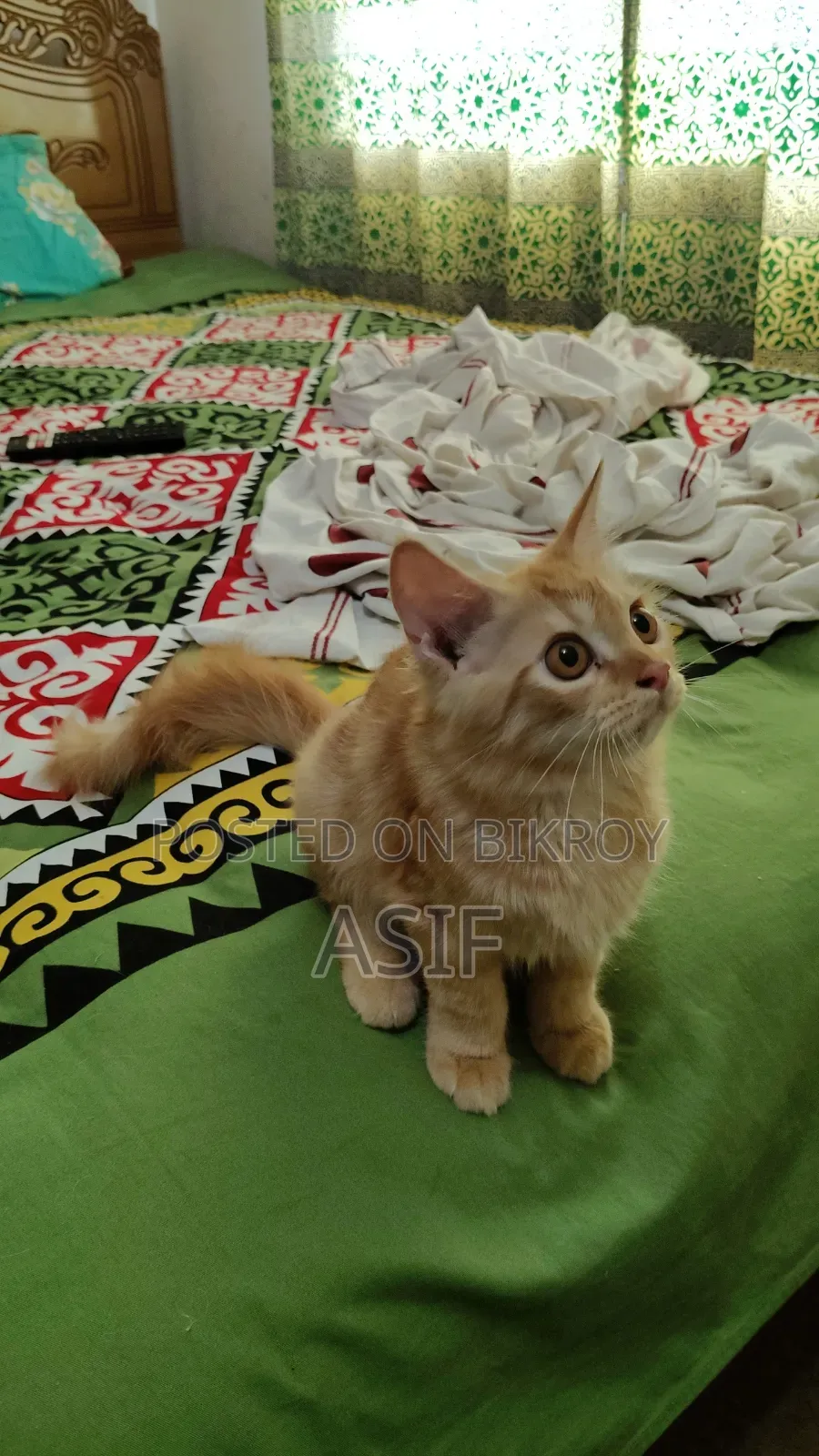 ১-৩ মাসের মেল পিউরব্রেড পার্সিয়ান