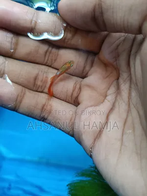 Aquarium Are Fish Available.