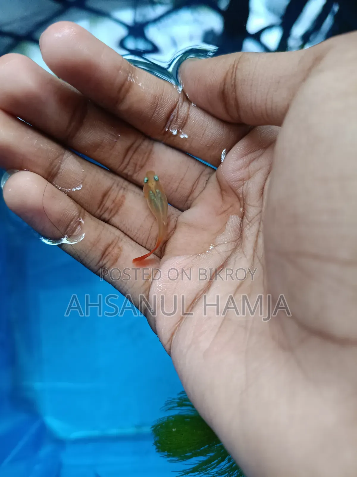 Aquarium Are Fish Available.