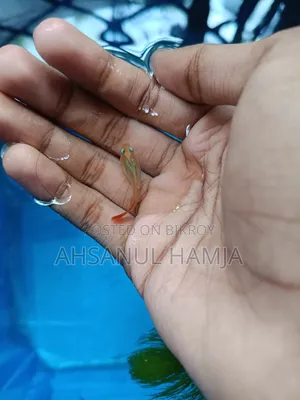 Aquarium Are Fish Available.