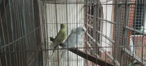 Bajrigar Sell
