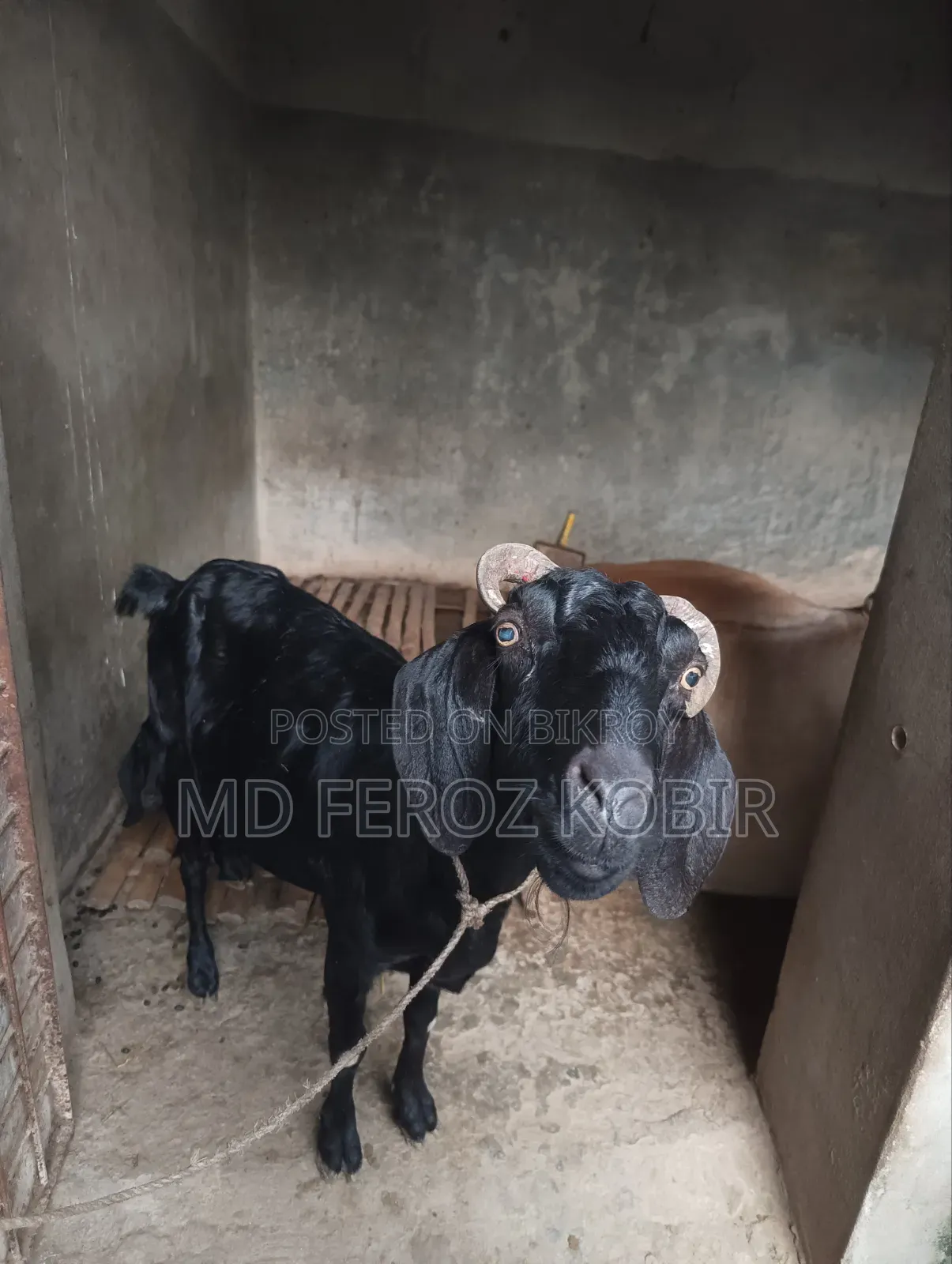 This goat is a goat to be sold