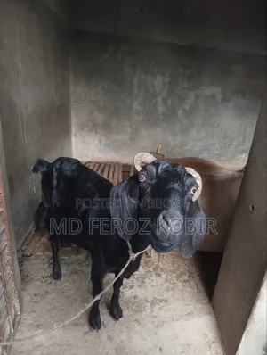 This goat will be sold goat