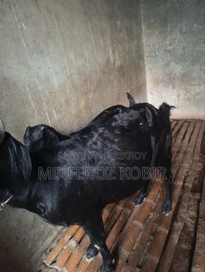 This goat is a goat to be sold