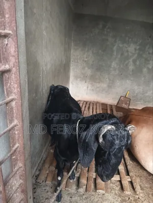 This goat is a goat to be sold