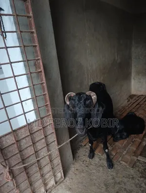 This goat is a goat to be sold