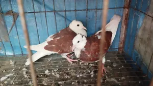 Red Rajgolla New Adult Pair