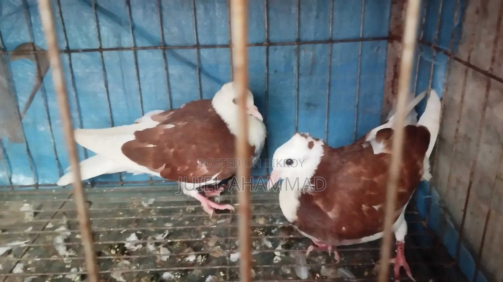 Red Rajgolla New Adult Pair