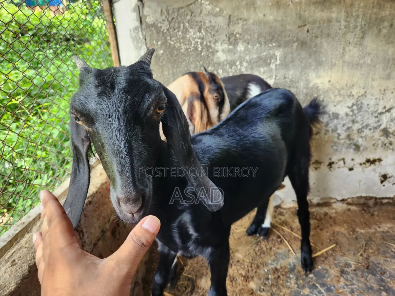 Local Goat for Sale