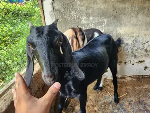 দেশি ছাগল বিক্রি হবে