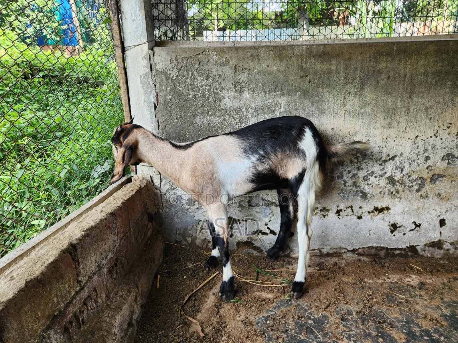 Local Goat for Sale