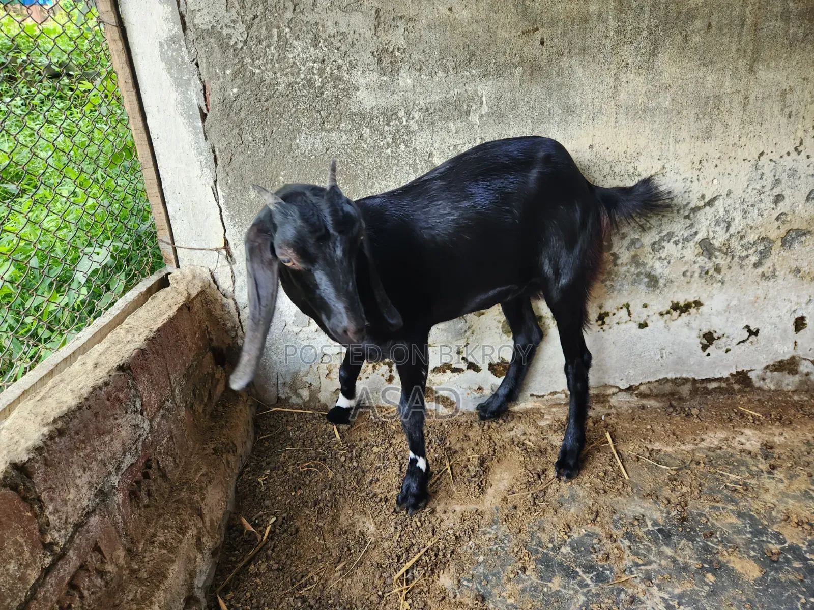 Local Goat for Sale