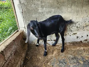 Local Goat for Sale