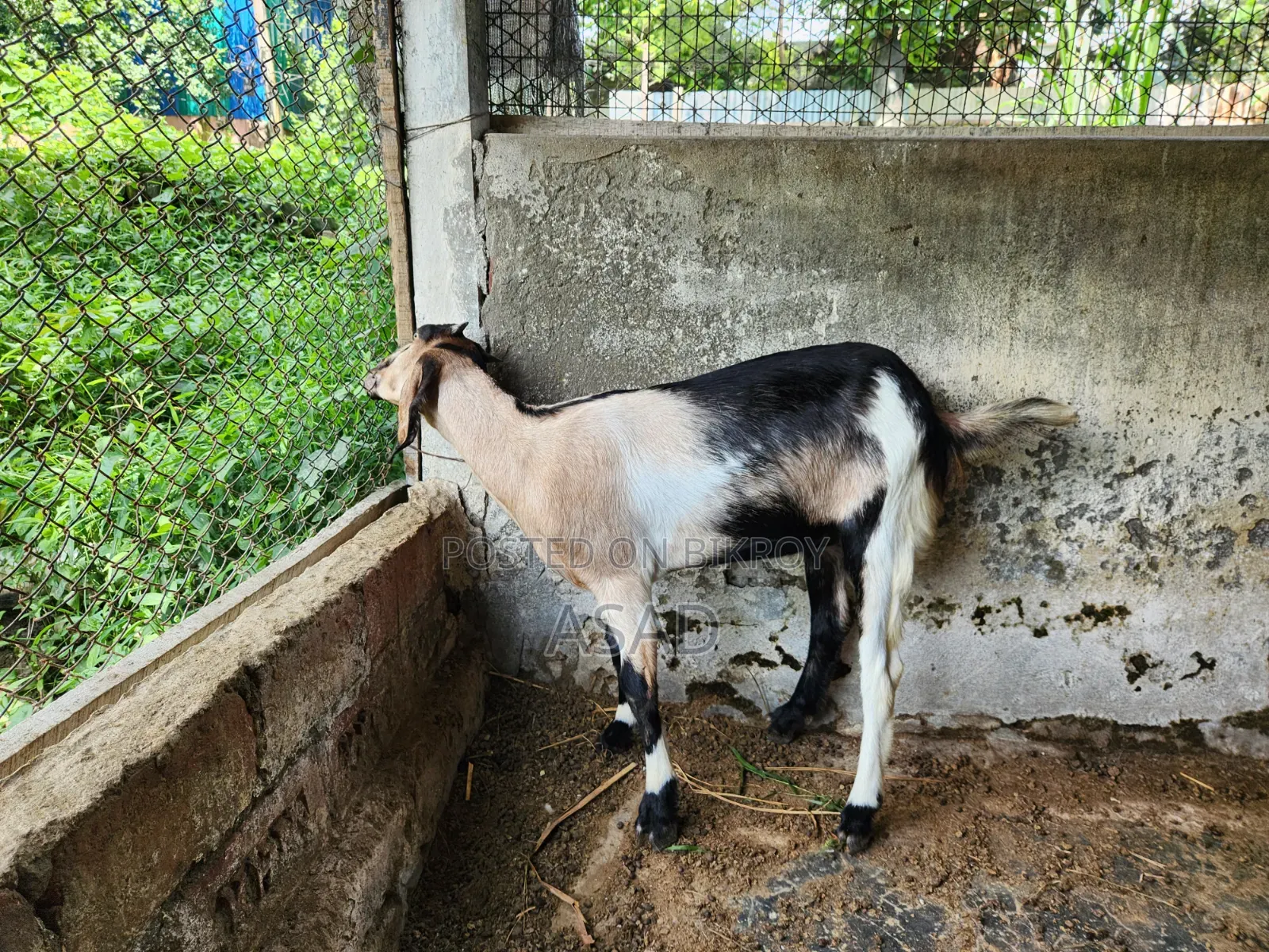 Local Goat for Sale