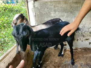 Local Goat for Sale