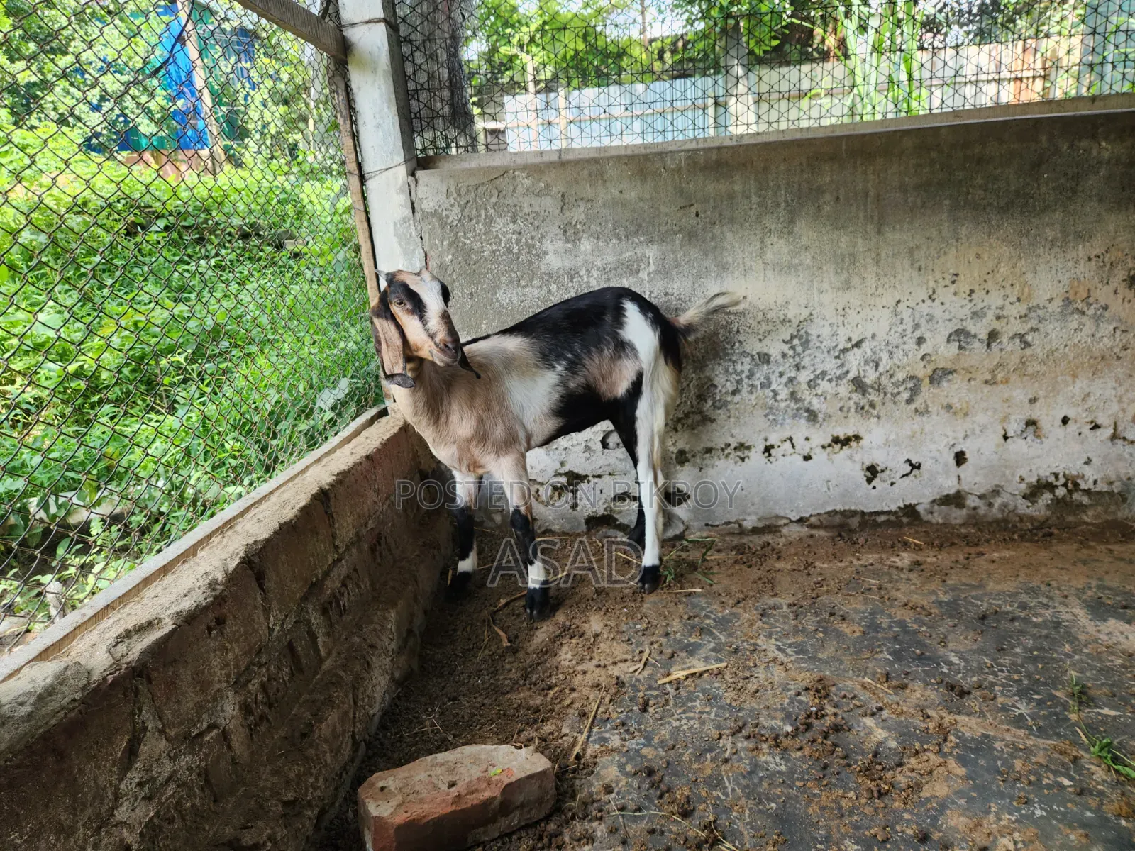 Local Goat for Sale