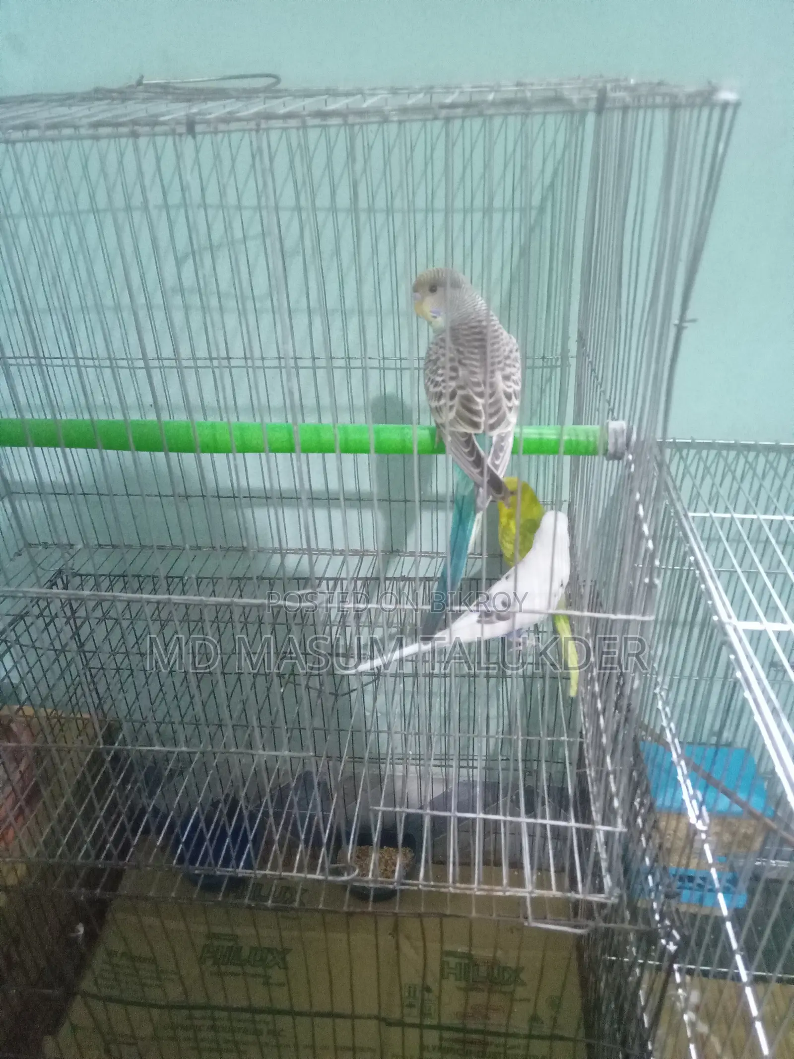 Bazigar Parrots 3 Pieces