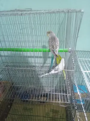 Bazigar Parrots 3 Pieces