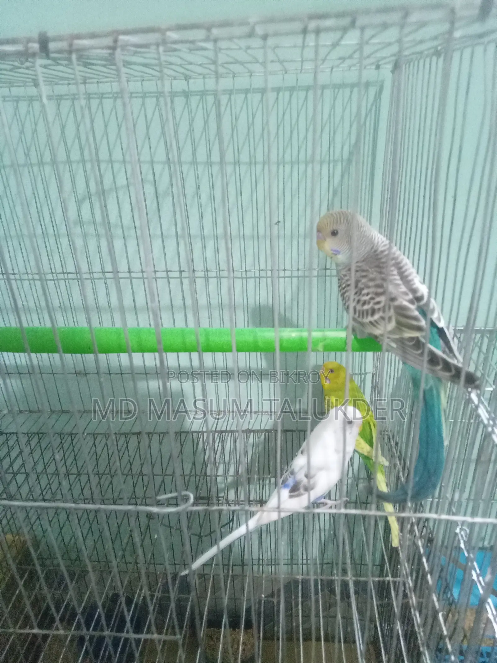 Bazigar Parrots 3 Pieces