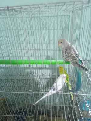 Bazigar Parrots 3 Pieces