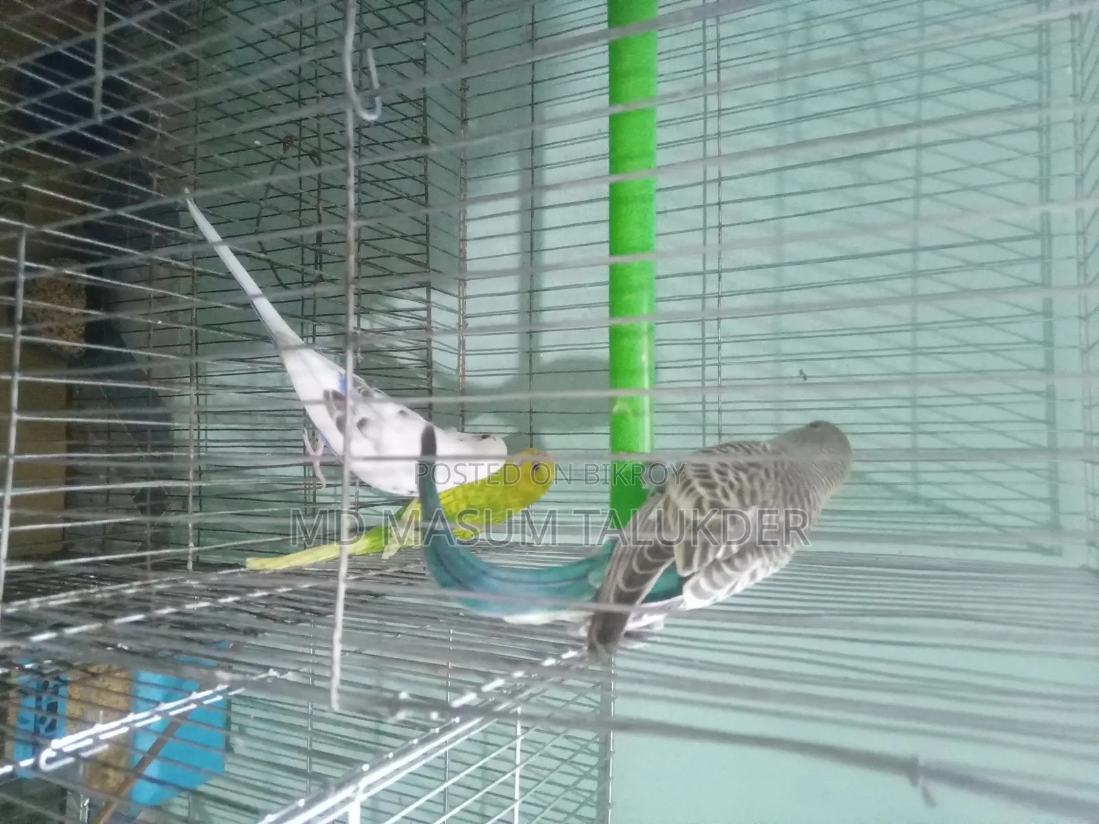 Bazigar Parrots 3 Pieces