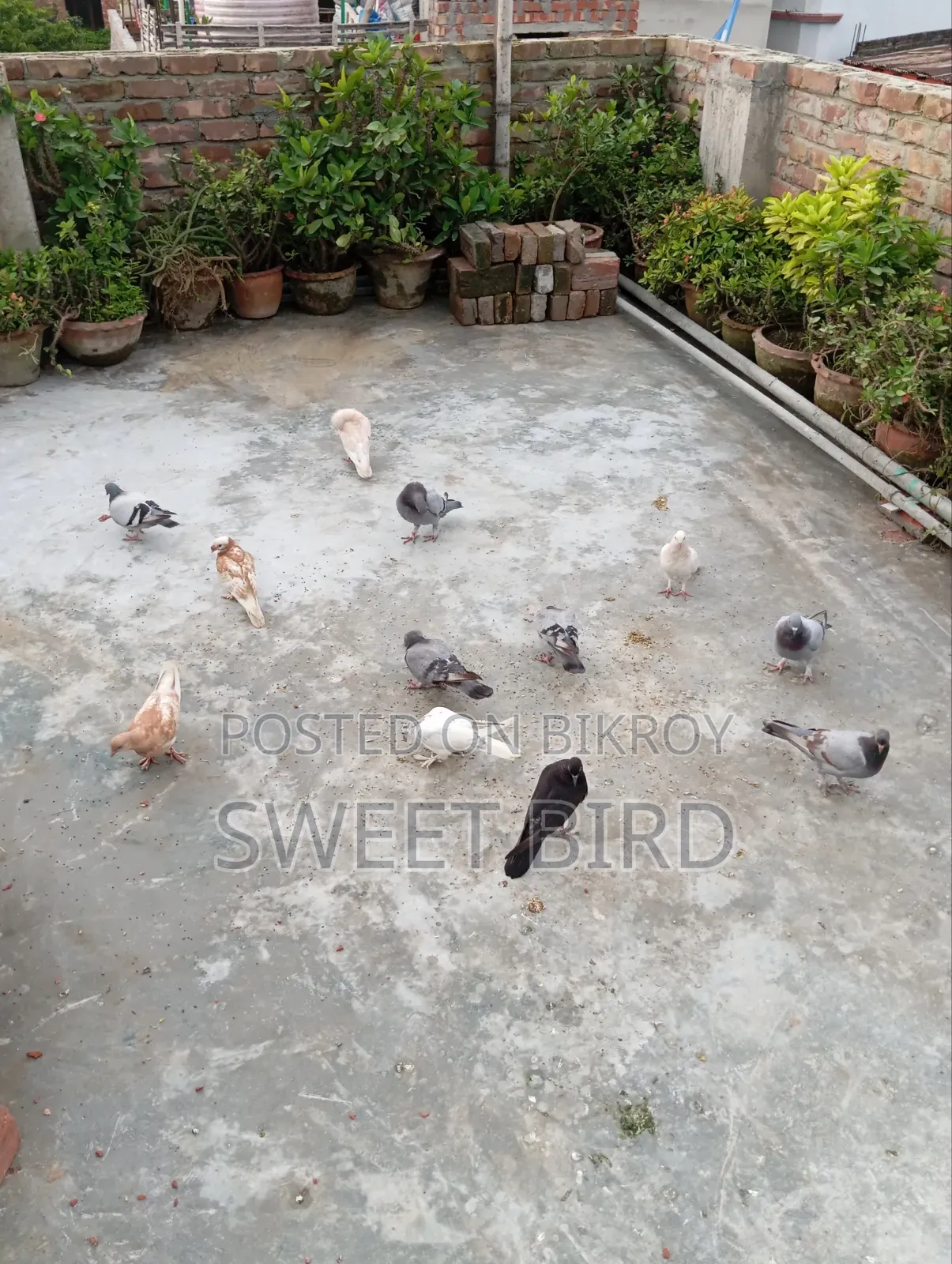রানিং কবুতরর