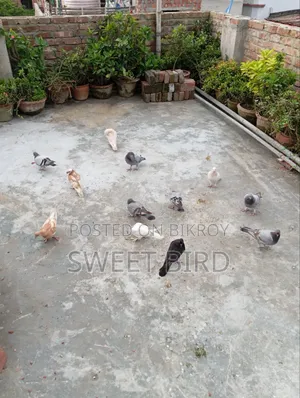 রানিং কবুতরর