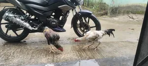 Surali Murug