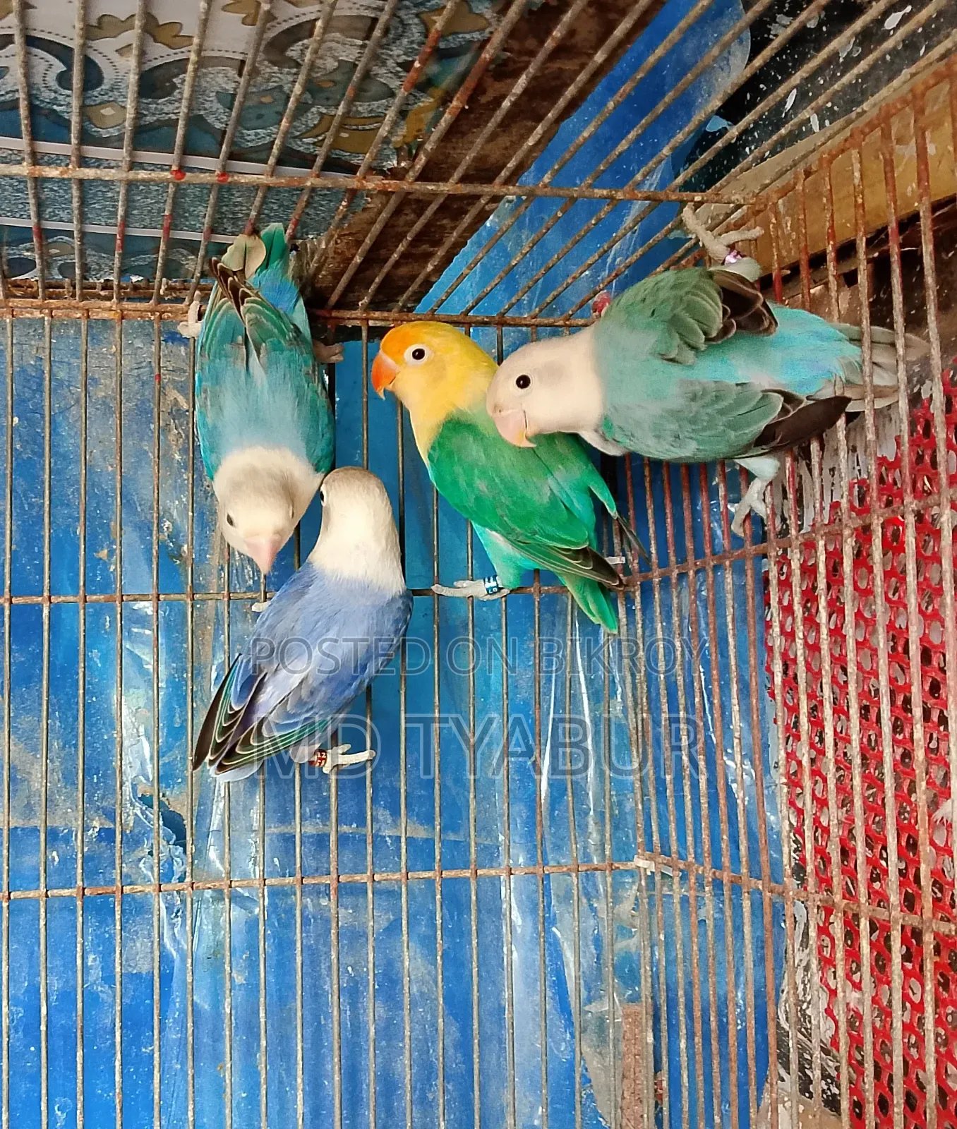 Love Bird's