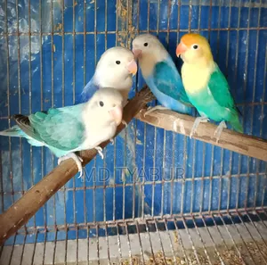 Love Bird's