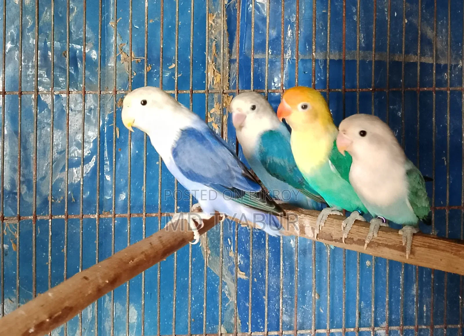 Love Bird's