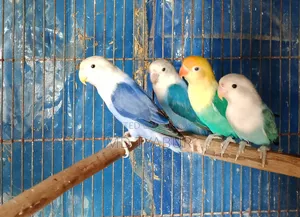 Love Bird's