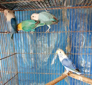 Love Bird's
