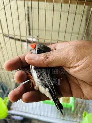 বড় সাইজের জেব্রা ফিঞ্চ পুরুষ