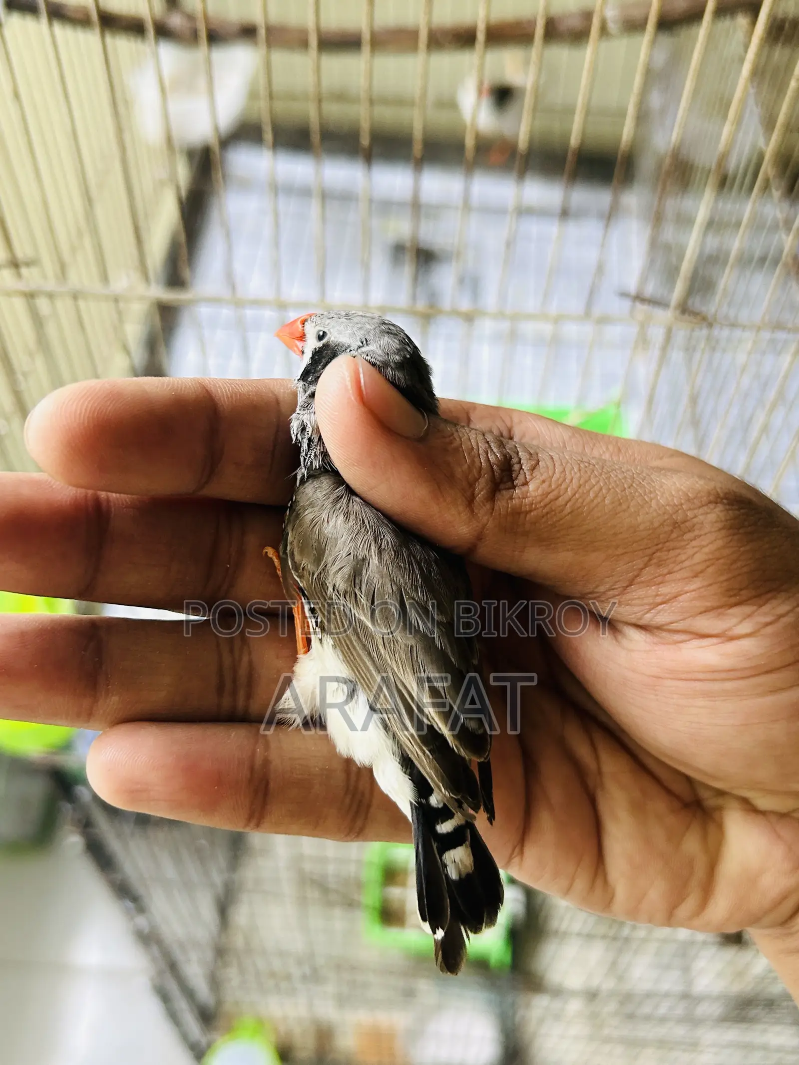 বড় সাইজের জেব্রা ফিঞ্চ পুরুষ