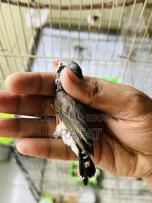 বড় সাইজের জেব্রা ফিঞ্চ পুরুষ